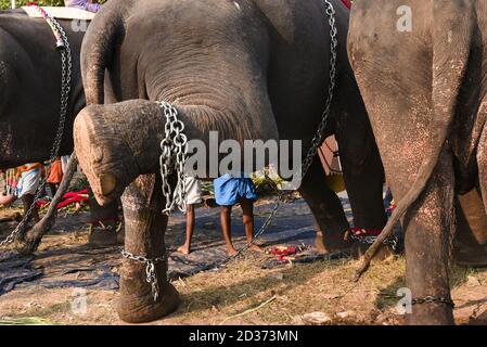 Decorated Elephants Standing For Parade In Temple Festival In Kerala ...