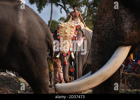 Decorated Elephants Standing For Parade In Temple Festival In Kerala ...