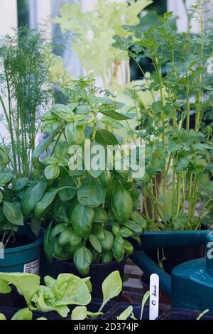 Herbs in the greenhouse. Basil, Coriander and Fennel. Stock Photo