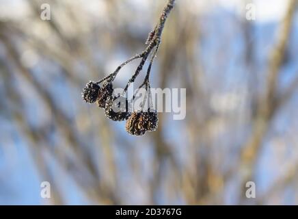 Dry black aronia berries hanging on the bush Stock Photo