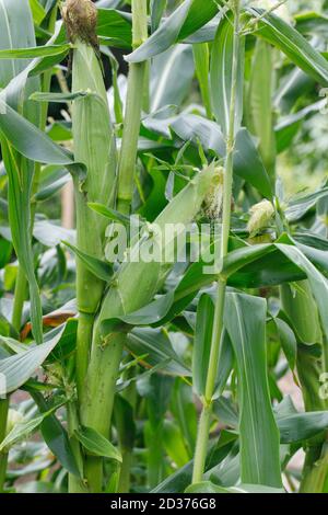 Zea mays. Developing cobs in the vegetable garden. Stock Photo