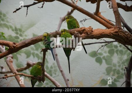 Pappagalli in Frankfurt zoo, Germany Stock Photo
