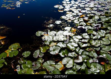 thousand water lily leaves on the deep blue water of the lake on a sunny autumn day Stock Photo