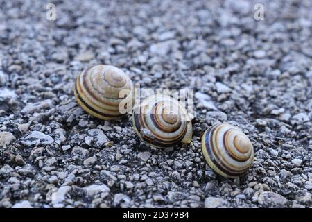 Three snail houses or shells on the asphalt Stock Photo