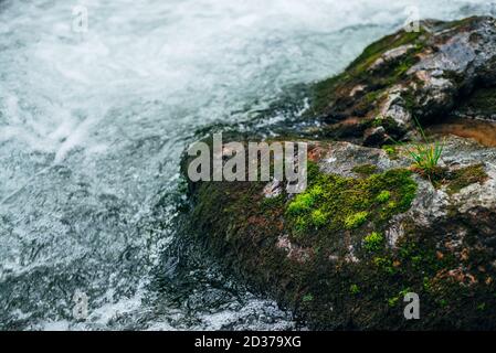 Big stones with moss and lichen in water riffle of mountain river. Powerful water stream of mountain creek. Natural textured rapid background of fast Stock Photo