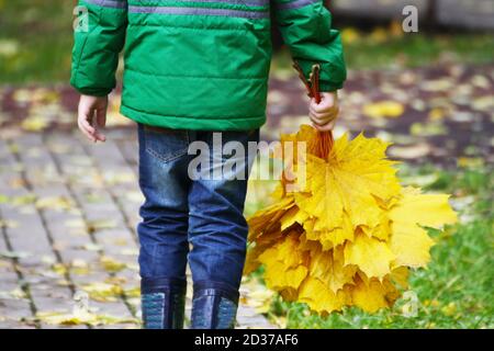 A child walks in the Park in autumn. The child is carrying a collected bouquet of maple yellow leaves. Stock Photo