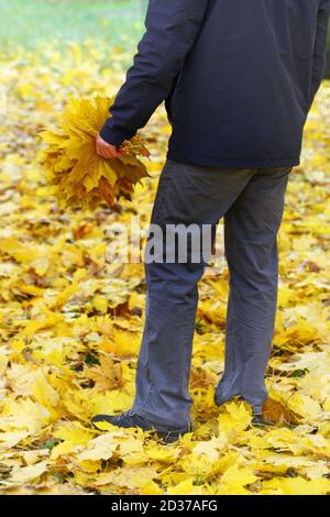 Autumn. Autumn. A man stands with his back and holds a bouquet of autumn, collected from yellow maple leaves. Stock Photo