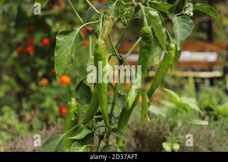 Close up of ripe green chili pepper growing in the vegetable garden Stock Photo