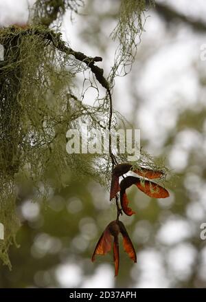 Moss and maple leaf winged or helicopter seeds hang from a tree Stock Photo