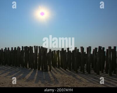 Wooden poles for the cultivation of bouchot mussels on the beach of Wissant. Stock Photo