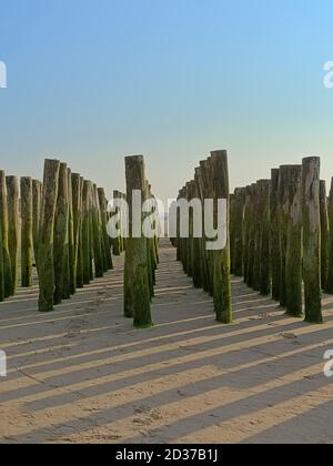 Wooden poles for the cultivation of bouchot mussels on the beach of Wissant. Stock Photo