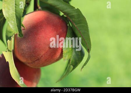 Peach (Prunus persica 'Dixired', Prunus persica Dixired), peach on a tree, cultivar Dixired Stock Photo