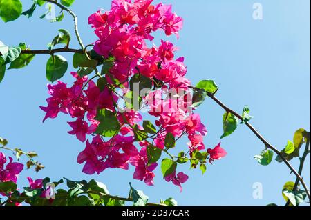 Red Bougainvillea flowers with green leaves and branches against a blue sky at blue sky Stock Photo