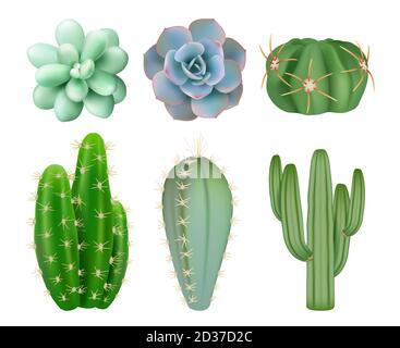 Green cactuses. Realistic indoor botanical decorative mexico plants with flowers vector illustrations Stock Vector