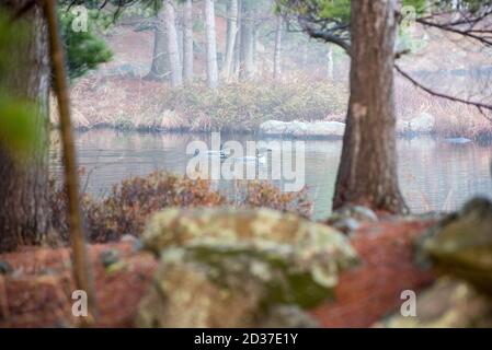 Loons in the early morning fog, early spring in Northern Ontario, Canada Stock Photo