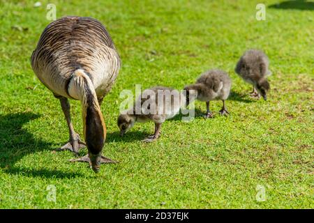 Nene goose, also known as Hawaiian goose, (Branta sandvicensis) with goslings feeding on lawn at the Kilauea National Wildlife Refuge on Kauai Island, Stock Photo