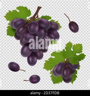 Black grape vector illustration. Bunch of grapes, leaves and berries realistic vector image isolated on transparent Stock Vector