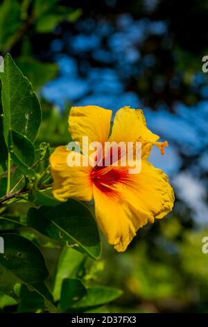 Flowers at Limahuli Garden Kauai Hawaii Stock Photo - Alamy