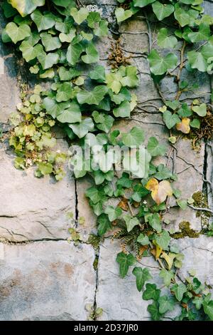 Evergreen ivy on a stone wall made of heavy gray slabs. Stock Photo