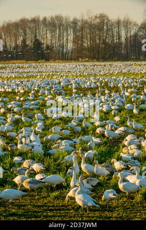 Snow Geese (Chen caerulescens) feeding in field in the Skagit Valley, Washington State, USA. Stock Photo