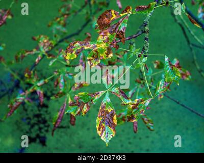 Horse Chestnut Leaf Blotch - Leaves affected by Horse Chestnut Leaf Blotch - an unsightly infection of the leaves by fungus Phyllosticta paviae. Stock Photo