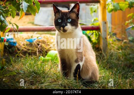 Full-length siamese cat in an autumn backyard photo Stock Photo