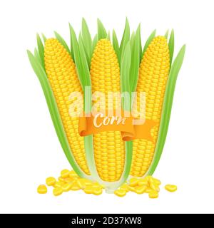 Realistic corncobs. Vector corn grains and cobs with leaves isolated on white background Stock Vector