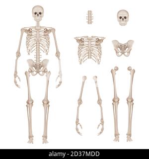 Human skeleton. Body parts skull bones hands foot spine anatomy detailed realistic vector illustration Stock Vector