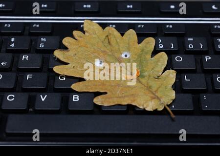 Autumn oak leaf lies on a computer keyboard Stock Photo