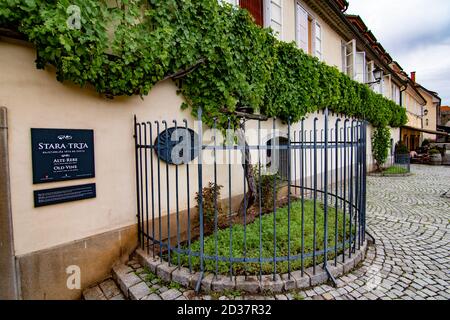 Perspective detail of the oldest wine tree in the world, Maribor, Slovenia Stock Photo