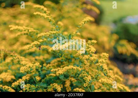 Beautiful forsythia flowers in the garden in spring. Golden Bell, Border Forsythia Forsythia x intermedia, europaea flowering garden bush. Ornamental Stock Photo