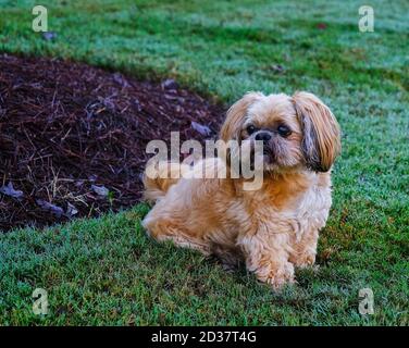 Shih Tzu in Grass Stock Photo