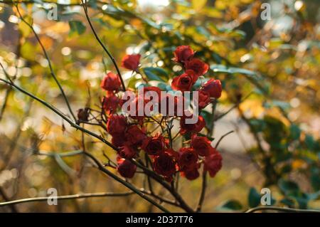 red roses with buds on a withering bush in an autumn park, autumn flowers. A gift of flowers for a razdnik. The concept of flowering, gardening Stock Photo
