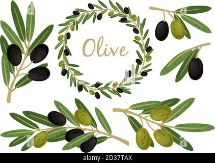 Olives branches and olive crown. Greek olives branch and wreath set, summer oil food tree twigs and leaves vector illustration Stock Vector