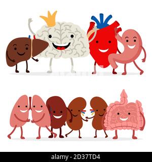 Cute human internal organs vector isolated on white background. Illustration of medical organ, internal human Stock Vector