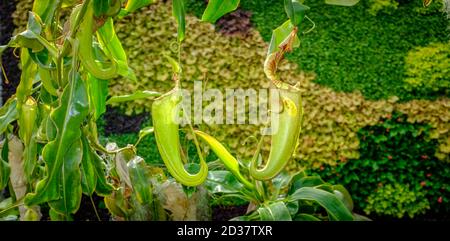 Madagascar pitcher plant (Nepenthes madagascariensis), a carnivorous plant that produces impressive pitchers that catch the insect prey Stock Photo