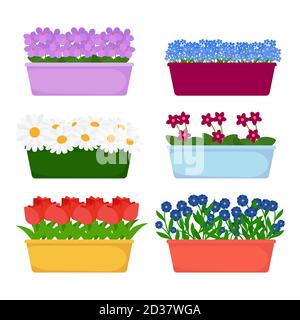 Vector house and garden flowers in long pots vector isolated on white background. Illustration of plant in pot, colored flower growth Stock Vector