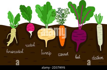 Vegetables garden growing. Vegetable gardening with roots in ground vector illustration. Horseradish and daikon, beet and turnip, radish and beetroot Stock Vector