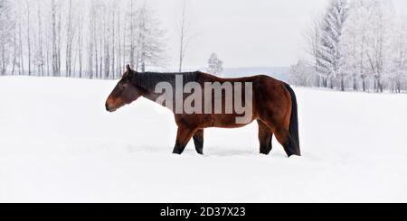 Dark brown horse walks on snow covered field in winter, view from side Stock Photo