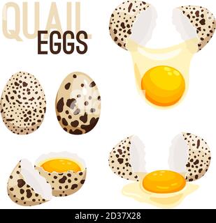Quail eggs, whole and broken vector illustration. Eggshell and raw product, breakfast fresh Stock Vector