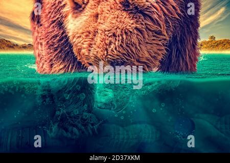 Grizzly bear with its mouth in the water contaminated with scraps of bottles and rubbish. Polluting the ecosystem on a warm background. Ecological con Stock Photo
