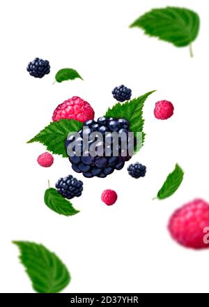 Raspberries and blackberries falling from the air on white background and leaf. Food levitation concept, high-resolution image Stock Photo