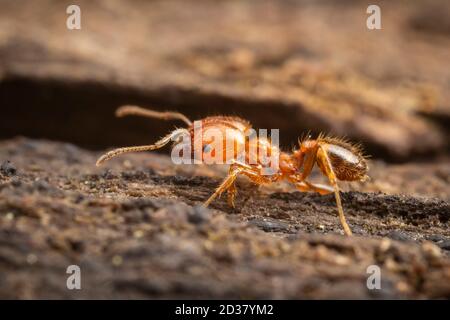 Big-headed Ant (Pheidole dentata) Stock Photo