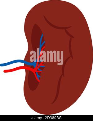 Human spleen isolated on white background vector. Spleen internal anatomy, human organ illustration Stock Vector