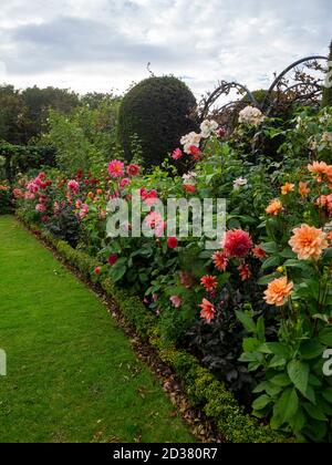 Chenies Manor garden in September. Dahlia varieties including,'Mr Frans', 'Karma Fuchsiana', 'Waltzing Matilda', Ballerina Rose framed by the arches. Stock Photo