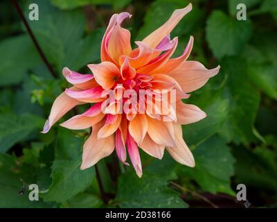Close up of a stunning Dahlia "Labyrinth" at Chenies Manor gardens in September. Detail of this beautiful pastel orange decorative dahlia bloom. Stock Photo