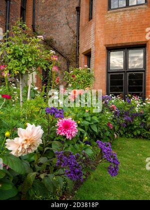 Dahlia 'Cafe au Lait Rose' Decorative Dahlia Group 5 giant medium pink  flowers with flared incurved petals and pointed petal tips, September,  England Stock Photo - Alamy