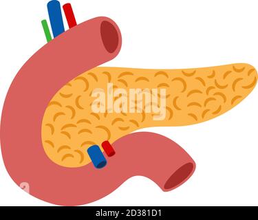 Human pancreas isolated on white background vector. Illustration of human organ for system digestive Stock Vector