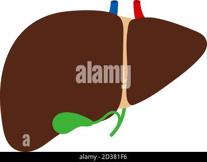 Liver and gallbladder isolated on white background vector. Main organ gallbladder, healthy anatomy illustration Stock Vector