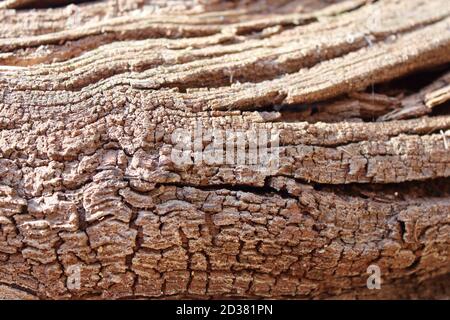 sinuous texture of a dry wooden trunk Stock Photo